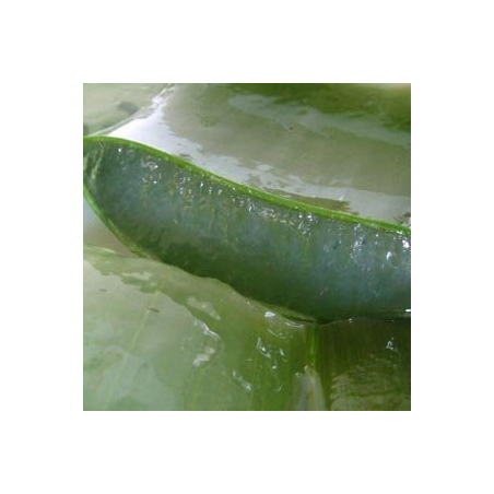 Alivio del sol Aloe